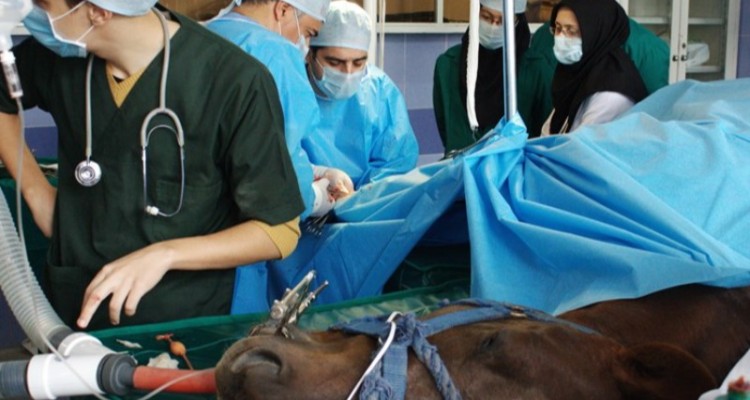 برگزاری ۲۸ دوره آموزشی دامپزشکی در شهرستان دهلران