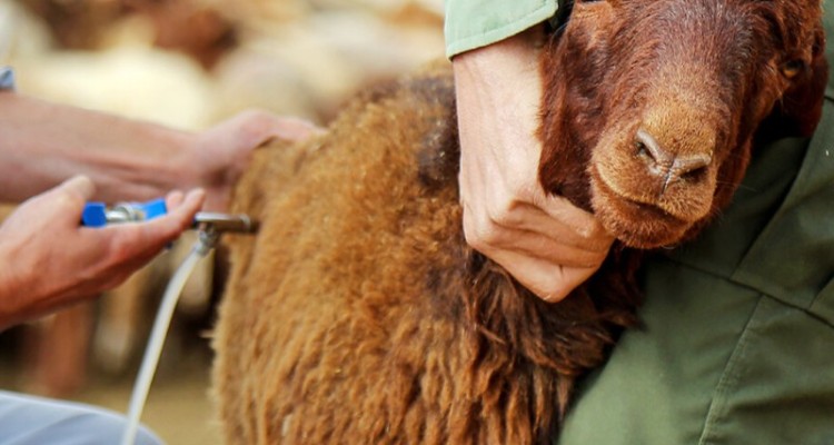 ۲۹۰هزار رأس دام سبک در دهلران مایه‌کوبی شدند