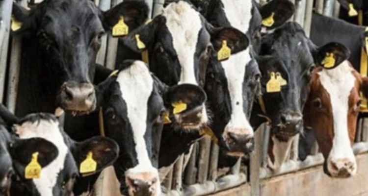 راه اندازی گاو داری 5 هزار راسی در ایلام