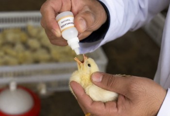 اجرای فاز پانزدهم طرح واکسیناسیون طیور بومی در 480 روستای ایلام