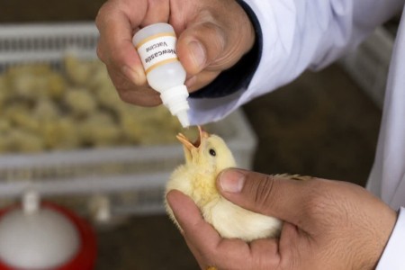 اجرای فاز پانزدهم طرح واکسیناسیون طیور بومی در 480 روستای ایلام