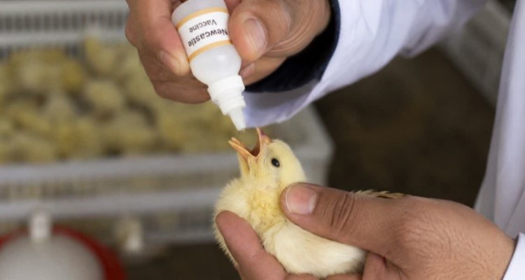 اجرای فاز پانزدهم طرح واکسیناسیون طیور بومی در 480 روستای ایلام