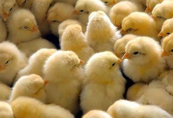 ثبت بیش از 9 میلیون قطعه جوجه ریزی در ایلام