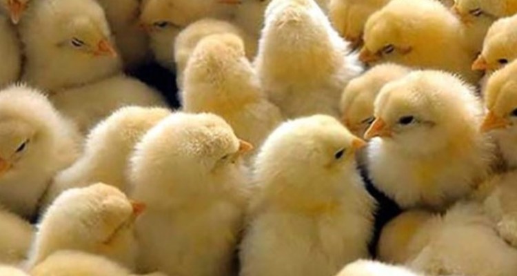 ثبت بیش از 9 میلیون قطعه جوجه ریزی در ایلام