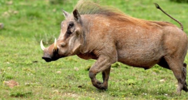 کشف لاشه 2 راس گراز وحشی در«هلیلان»