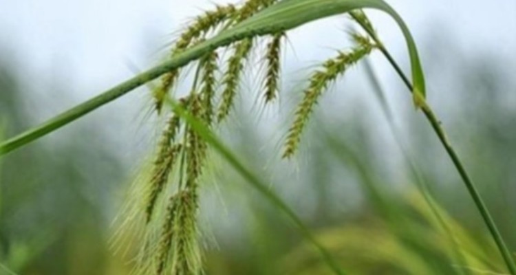 اجرای طرح جهش تولید در 4 هزار هکتار از دیمزارهای «صالح‌آباد»