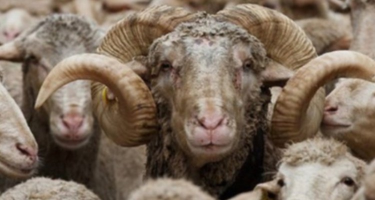 کشف ۱۶۸ راس احشام قاچاق در «دهلران»