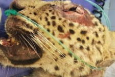 تلف شدن پلنگ آسیب دیده حیات وحش ایلام