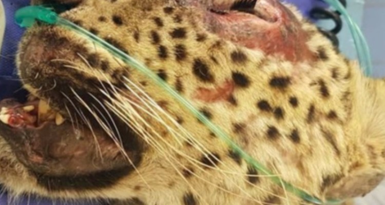 تلف شدن پلنگ آسیب دیده حیات وحش ایلام