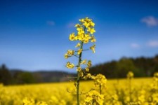 خسارت تنش آبی به هزار هکتار از مزارع کلزا در ایلام