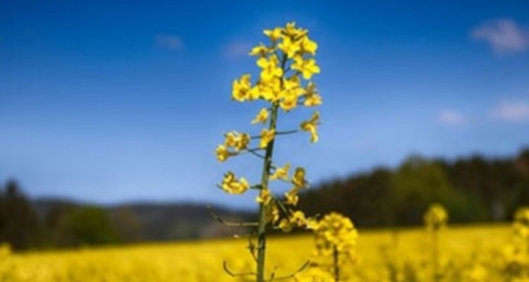 خسارت تنش آبی به هزار هکتار از مزارع کلزا در ایلام