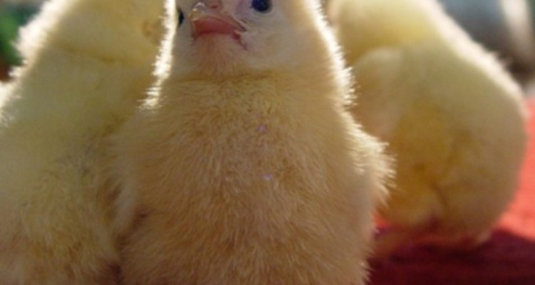 رشد 10 درصدی جوجه ریزی در مرغداری‌های ایلام