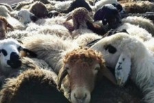 کشف 350 رأس احشام فاقد مجوز در شهرستان مهران