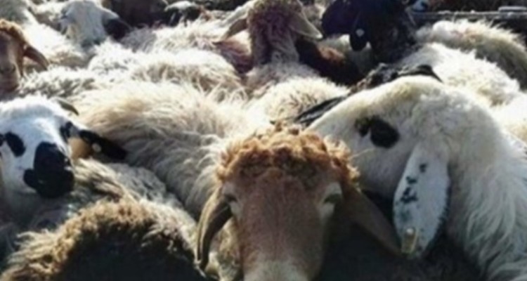 کشف 350 رأس احشام فاقد مجوز در شهرستان مهران