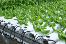 افتتاح طرح مجتمع محصولات گلخانه‌ای هیدرو پونیک با اشتغالزایی 67 نفر در بخش صالح آباد