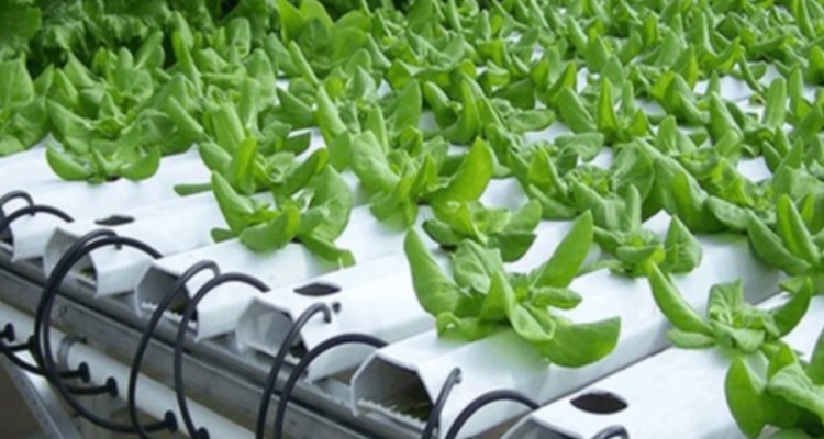 افتتاح طرح مجتمع محصولات گلخانه‌ای هیدرو پونیک با اشتغالزایی 67 نفر در بخش صالح آباد