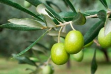 پروژه باغات زیتون ۵۰۰ هکتاری روستای سرچم هلیلان افتتاح شد