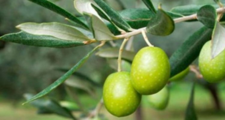 پروژه باغات زیتون ۵۰۰ هکتاری روستای سرچم هلیلان افتتاح شد