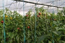 بهره برداری از 4 مجتمع گلخانه‌ای در ایلام