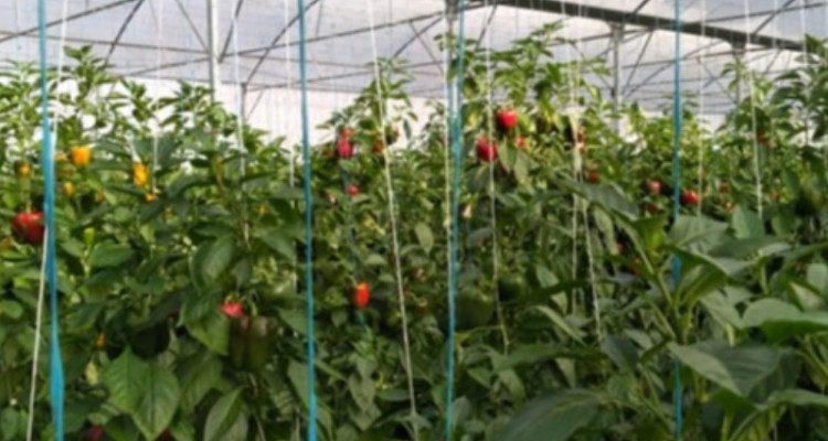 بهره برداری از 4 مجتمع گلخانه‌ای در ایلام
