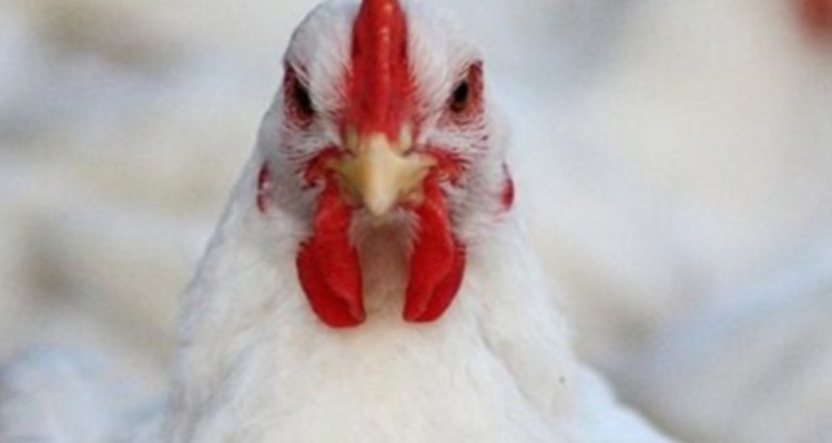 کشف و ضبط ۲ هزار قطعه مرغ غیرمجاز در «دهلران»