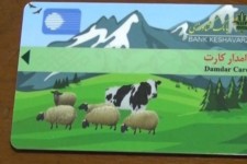 کاسه چه کنم در دست دامداران عشایر و روستا