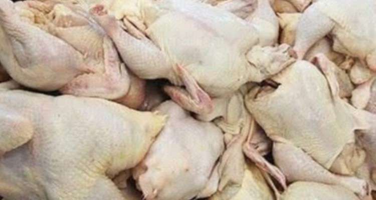 تولید سالانه 52 هزار تن گوشت سفید در ایلام