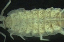 کشف گونه جدید جانوری در غار زرنه ایوان