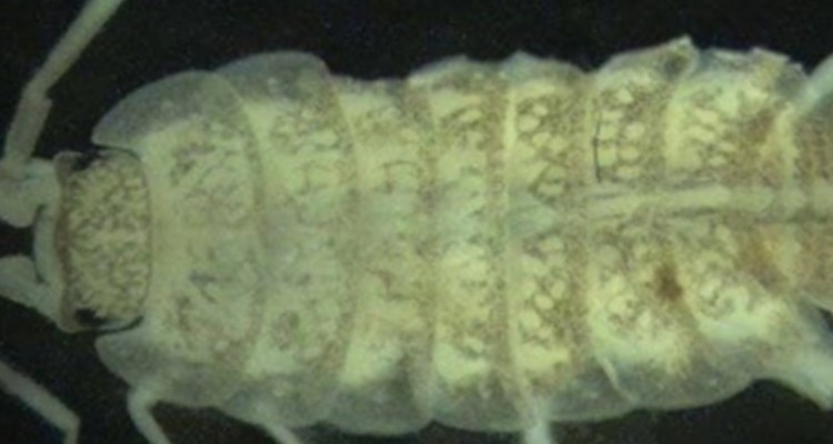 کشف گونه جدید جانوری در غار زرنه ایوان