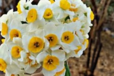 ۲۳۸ هکتار از اراضی آبدانان به کشت گل نرگس اختصاص یافته است