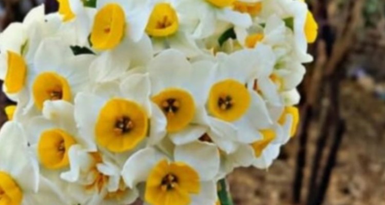 ۲۳۸ هکتار از اراضی آبدانان به کشت گل نرگس اختصاص یافته است