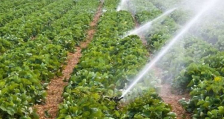 تولید 50 نوع محصول زراعی و باغی در «دره‌شهر»