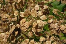 خواص دارویی گلپر