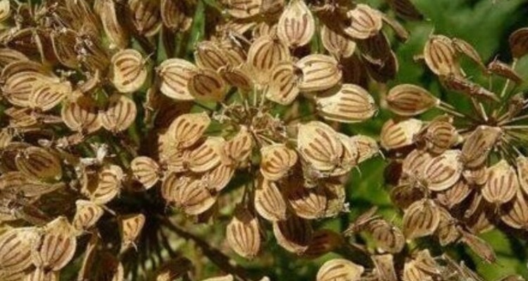 خواص دارویی گلپر