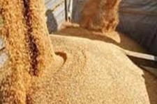 کشف 13 تن جو فاقد مجوز در شهرستان چوار