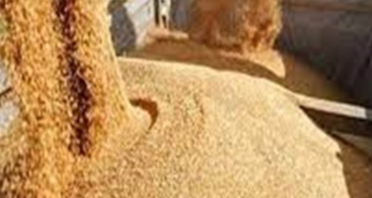 کشف 13 تن جو فاقد مجوز در شهرستان چوار