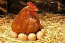 دولت چگونه توانست صف‌های مرغ و تخم‌مرغ را جمع کند؟