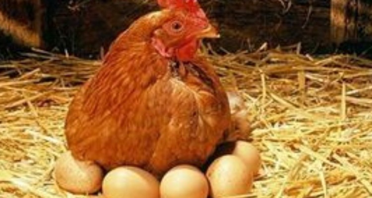 دولت چگونه توانست صف‌های مرغ و تخم‌مرغ را جمع کند؟