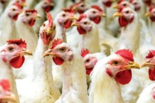 کشف 440 قطعه مرغ زنده قاچاق در «دره‌شهر»