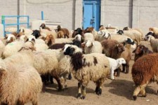 6 درصد جمعیت دام عشایر کشور در اختیار استان ایلام است/ صادرات دام متوقف شد