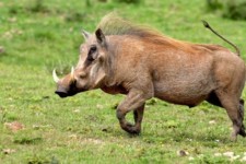 لاشه 6 راس گراز از شکارچیان غیربومی در ایلام کشف و ضبط شد