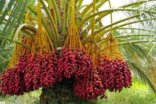 میوه‌ای که دشمن سنگ کلیه و قند خون است