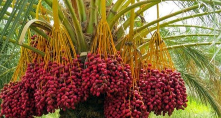 میوه‌ای که دشمن سنگ کلیه و قند خون است