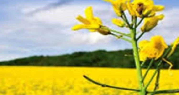 پیش بینی برداشت ۱۲ هزار تن کلزا در «دهلران»