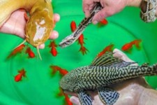 ممنوعیت فروش گونه‌های جانوری در ایلام