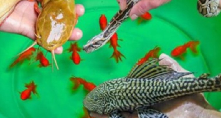 ممنوعیت فروش گونه‌های جانوری در ایلام