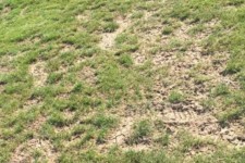 زمین چمن هلیلان سرمایه ای رها شده