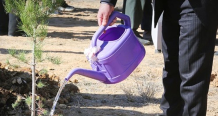 تولید ۶ میلیون اصله نهال در استان ایلام