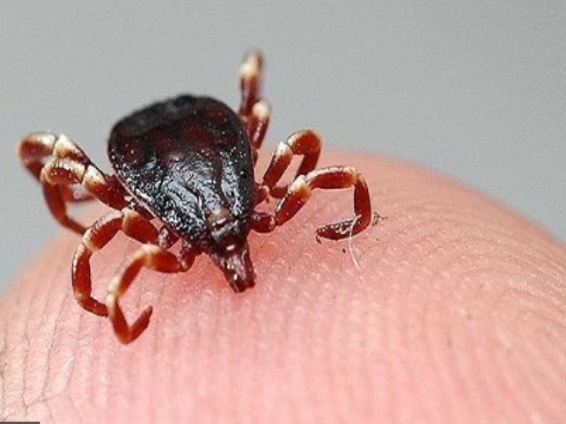 چه طور تب کریمه کنگو نگیریم؟ چه طور تب کریمه کنگو نگیریم؟