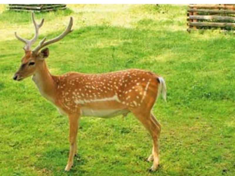 ۵۷ رأس گوزن در مرکز تکثیر ایلام ۵۷ رأس گوزن در مرکز تکثیر ایلام